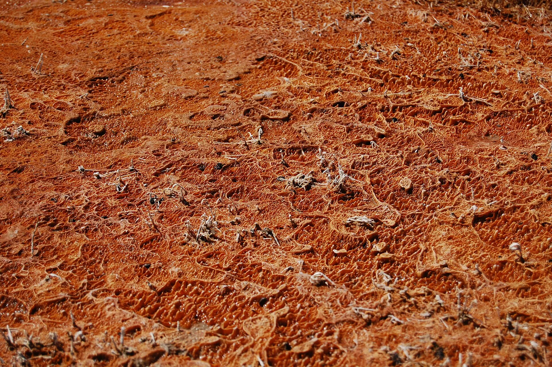 Thermophilic Actinomycetes