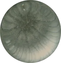Aspergillus versicolor