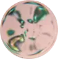 Skin cells / cellulose